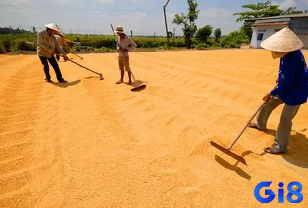 Nằm mơ thấy lúa chín trên sân biểu thị tình hình tài chính thịnh vượng, đem lại bình ổn trong cuộc sống