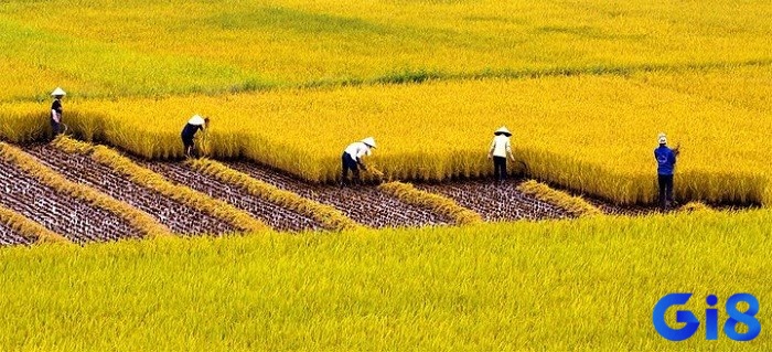 Giấc mơ thấy rất nhiều lúa chín biểu thị sự phát triển và thành công dồi dào, mở ra cơ hội và lợi ích trong nhiều lĩnh vực