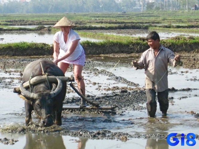 Mơ thấy đi cày ruộng đánh đề con gì khi tham gia cày ruộng cùng người khác