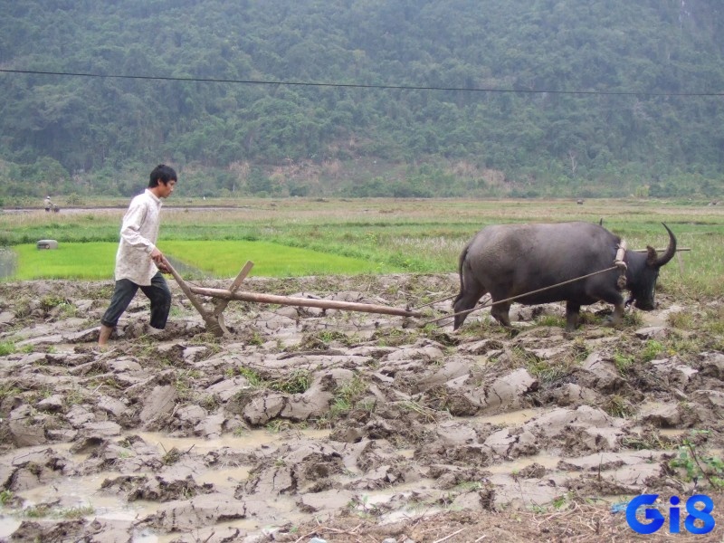 Cùng gi8 tìm hiểu xem liệu mơ thấy đi cày ruộng đánh đề con gì