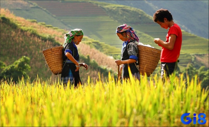 Mơ thấy thu hoạch lúa chín cho thấy bạn đang bước vào giai đoạn gặt hái thành công