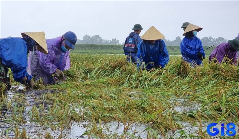 Mơ thấy lúa chín trời mưa to có một số khó khăn hoặc thử thách không ngờ sẽ đến